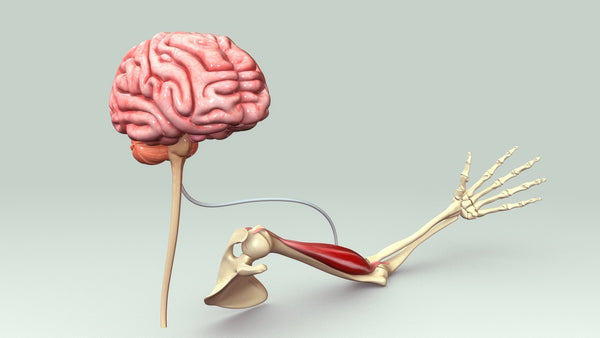 mind muscle connection benefits nuasan blog